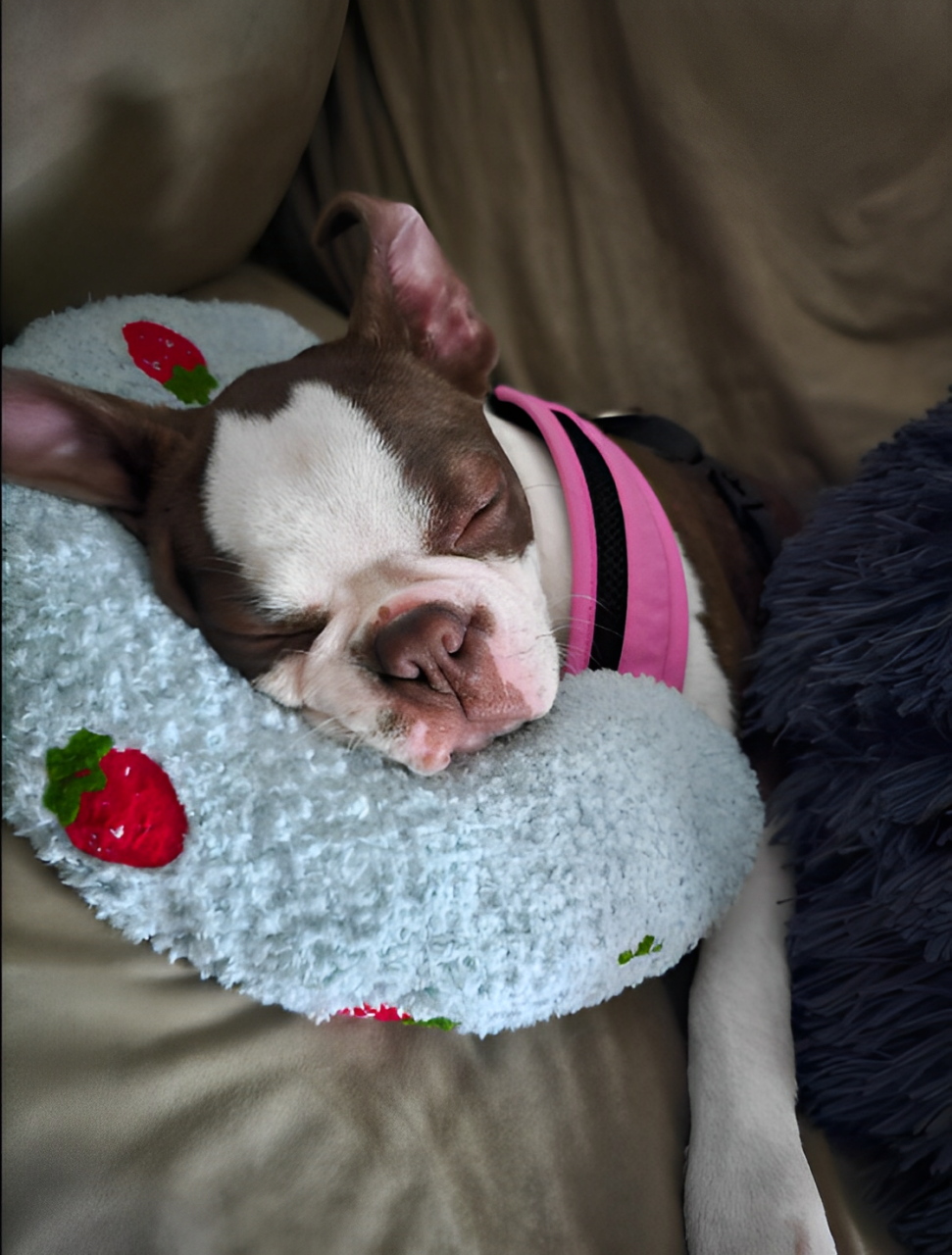 Dog Anxiety Pillow